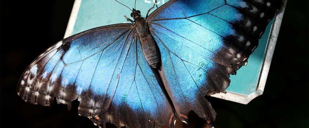 Morpho Butterfly Rainforest | Facts About Butterflies