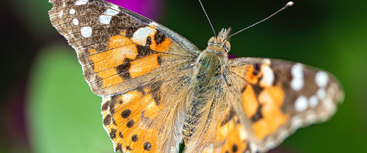 Painted Lady Butterfly Facts